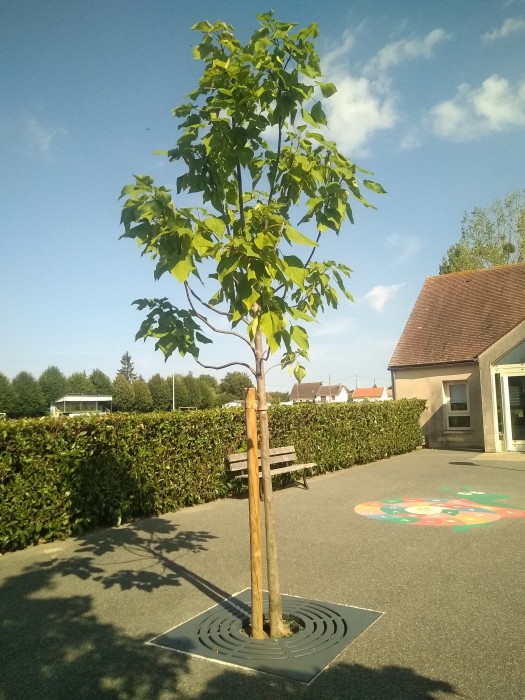 Plantation arbre